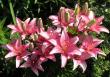 tn_gallery_9756_780_126336.jpg