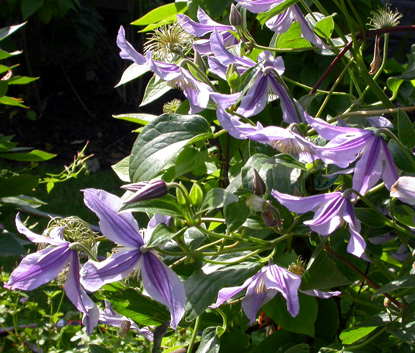 gallery_276_1322_13435.jpg
