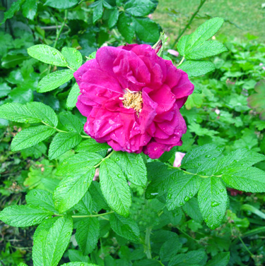 gallery_276_1645_3559.jpg