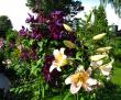 tn_gallery_276_1322_131554.jpg