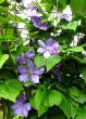 tn_gallery_276_1322_28799.jpg