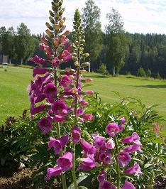 gallery_17549_4388_54174.jpg