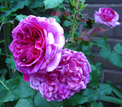 gallery_276_1247_66423.jpg