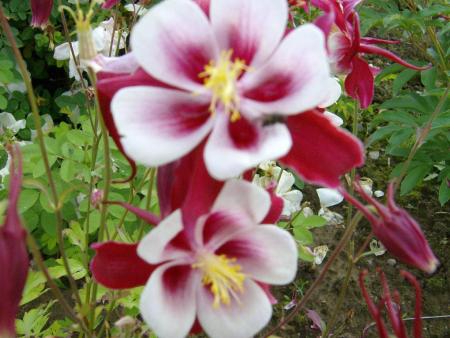 gallery_17549_4388_425854.jpg