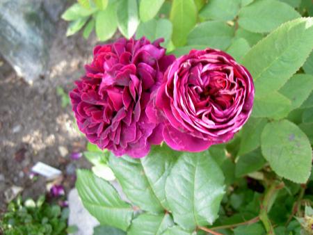 gallery_8514_2911_64762.jpg