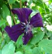 tn_gallery_276_1322_30684.jpg