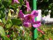 tn_gallery_276_1322_7267.jpg
