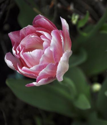 gallery_10348_4422_72015.jpg