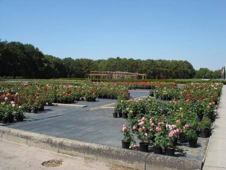 gallery_559_4423_45529.jpg