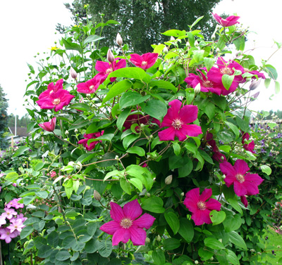 gallery_276_1322_22882.jpg
