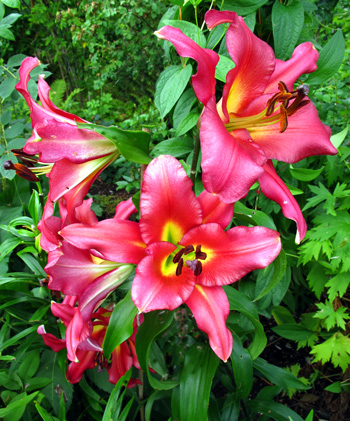 gallery_276_1323_43463.jpg