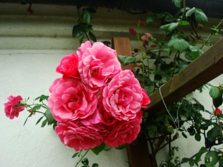 gallery_12789_2988_140905.jpg