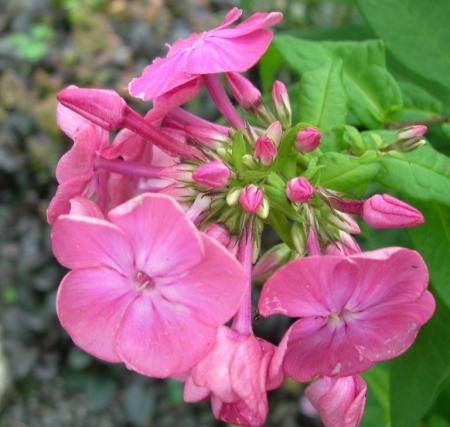 gallery_16329_4230_25210.jpg