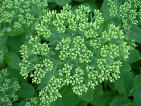 gallery_16329_4230_96510.jpg