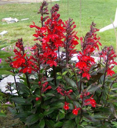gallery_17549_4388_93717.jpg