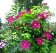 tn_gallery_276_1322_22882.jpg