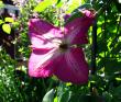 tn_gallery_276_1322_41956.jpg