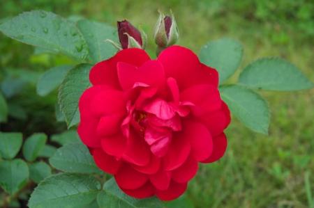 gallery_16600_4443_34060.jpg
