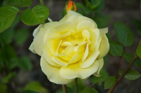 gallery_16600_4445_24795.jpg