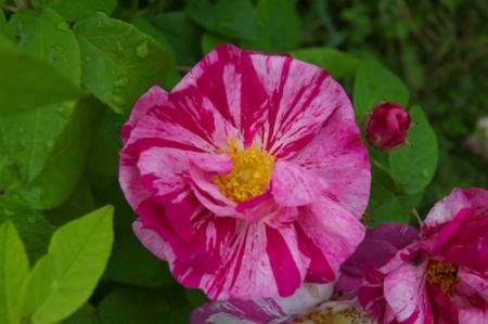 gallery_16600_4446_46045.jpg