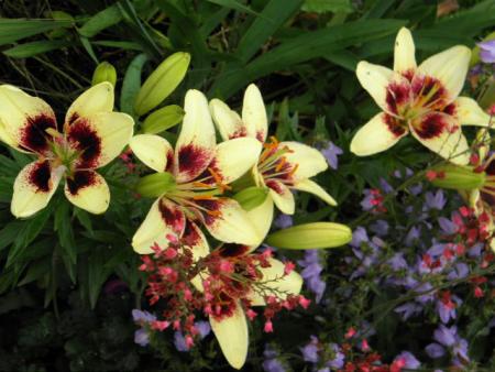 gallery_23204_4441_23109.jpg