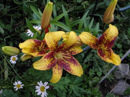 gallery_23204_4441_45792.jpg