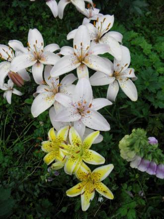 gallery_23204_4441_95405.jpg