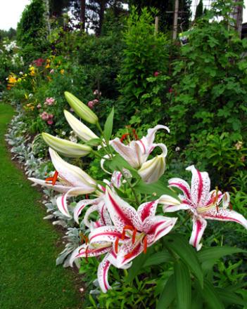 gallery_276_1328_59684.jpg
