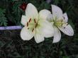 tn_gallery_23204_4441_37334.jpg