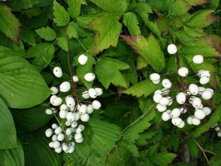 gallery_559_4458_150045.jpg