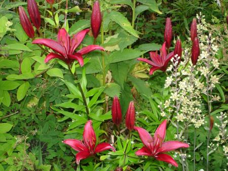 gallery_559_4458_15135.jpg