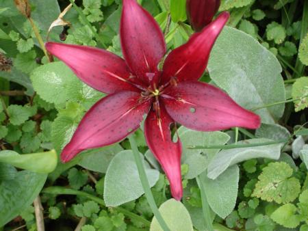 gallery_559_4458_56800.jpg