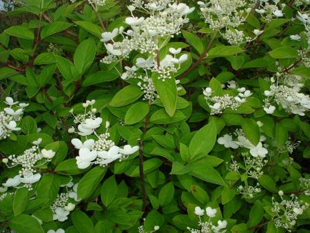 gallery_559_4458_94577.jpg