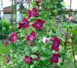 tn_gallery_276_1322_124616.jpg