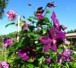 tn_gallery_276_1322_84354.jpg