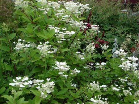 gallery_559_4458_200357.jpg