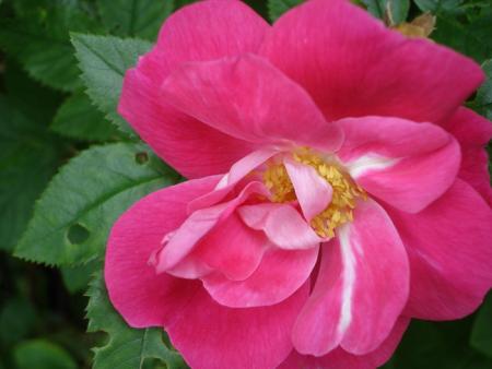 gallery_559_4458_28364.jpg