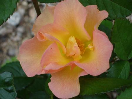 gallery_559_4458_89787.jpg