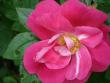 tn_gallery_559_4458_28364.jpg