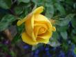 tn_gallery_559_4458_55435.jpg