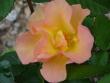 tn_gallery_559_4458_89787.jpg