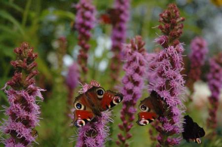 gallery_4207_4465_20476.jpg