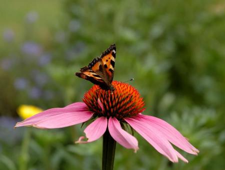 gallery_4207_4465_44092.jpg