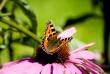 tn_gallery_4207_4465_21187.jpg