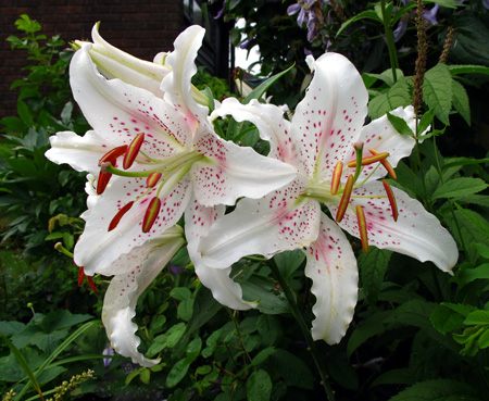 gallery_276_1323_30203.jpg