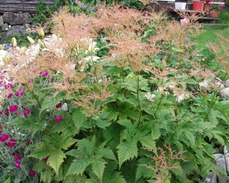 gallery_5050_2459_157601.jpg