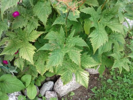 gallery_5050_2459_78281.jpg