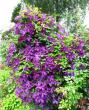 tn_gallery_276_1322_32653.jpg
