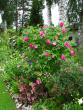 tn_gallery_276_1328_126667.jpg
