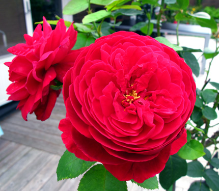 gallery_276_1247_29381.jpg